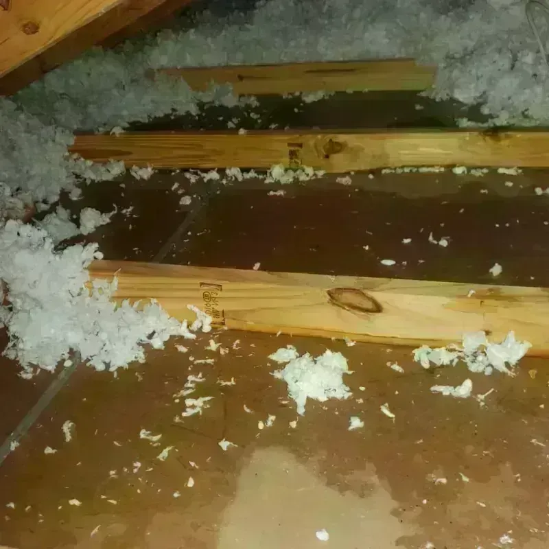 Attic Water Damage in Eagan, MN